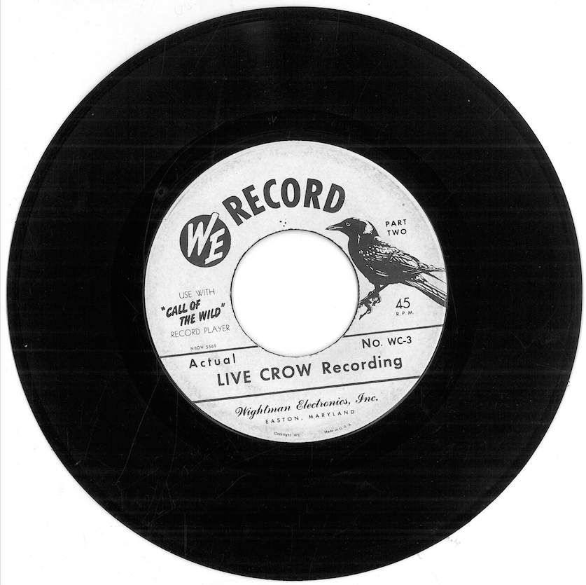 WE Record – Actual Live Crow Recording