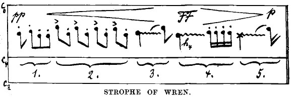 Strophe of a Wren by Stadler and Schmitt